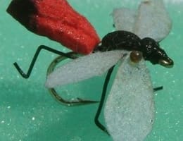 vand lacuste, gandaci