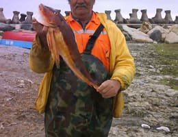 asigur la comanda rame negre, de mare pentru chefal, guvizi