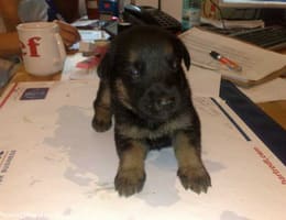 donez catelusi doberman+lup