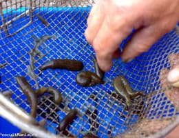 vind lipitori cu 0,60 bani