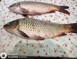 Vand crapi proaspeti capturati din Dunare :)