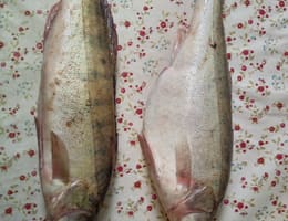 Vand salau proaspat capturat din Dunare