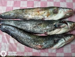 Vand somn proaspat capturat din Dunare