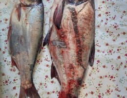 Vand novac proaspat capturat din Dunare