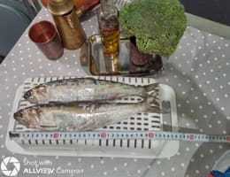 Vand scrumbie proaspata autentica capturata din Dunare :)