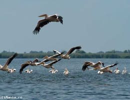 Excursii, plimbari, partide de pescuit sportiv si transport rapid in Delta Dunarii