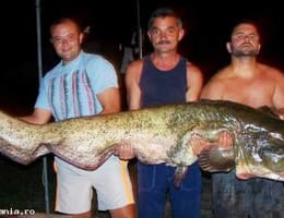 PESCUIT LA SOMN URIAS SPANIA EBRO MEQUINENZA