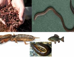 momeli vii:coropijnite,lipitori,rame rosii si negre,carasei