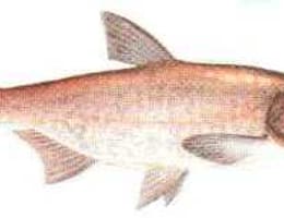 Vand Fitofag (sanger)