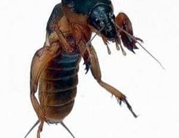 momeala vie pt. pescuit