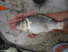 Vand Puiet Crap Vara I 50 - 200 Gr. si vara II 750-1200 Gr