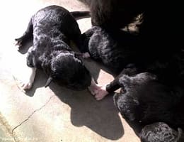 Vand catei PUMI-unguresti