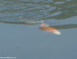 crap koi,caras ornamental