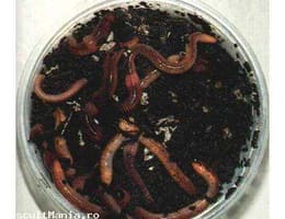 vand rame rosii pt pescuit