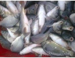 vand puiet crap si fitofag