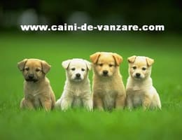 CAINI DE VANZARE, CATEI DE RASA, VAND CAINI