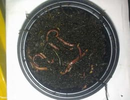 Ferma de rame rosii Bucuresti - 1.7 RON/cutie - Vand rame rosii