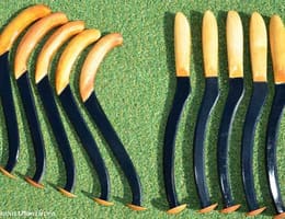 cloncuri made in Romania