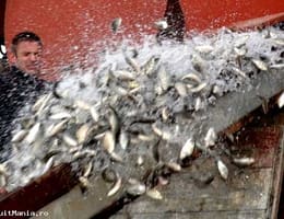 Carasei vii momeala !