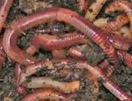 Vand rame pentru pescuit