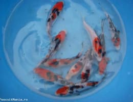 crap koi si caras ornamental