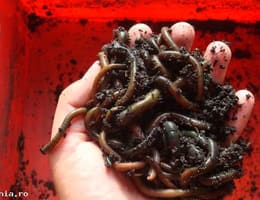 vand rame negre de delta