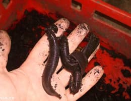 vand lipitori de pamant