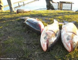 Crap chinezesc 10 tone !