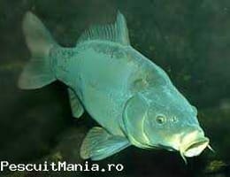 Vand puiet 2 veri, crap, cteno si caras