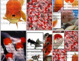 Carasi Auri, Crap Koi,Sturioni, Iaz