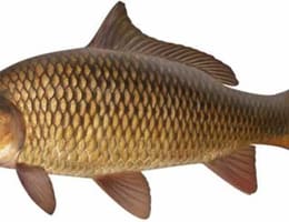 Puiet crap amur fitofag somn caras