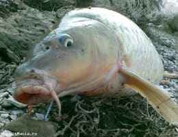 pescuit de vis in spania