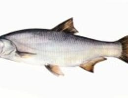 Pescuitul avatului (aspius aspius)