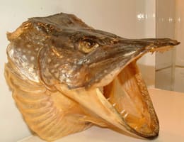 Prepararea trofeelor de stiuca