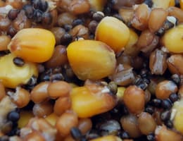 Porumbul in pescuit - variante si opțiuni pentru nădire