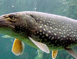 Specii de știuca in lume