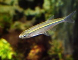 Pescuitul la Oblete localizare si echipament necesar