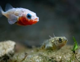 Reproducerea peștilor - hermafroditismul si inversiune sexuală