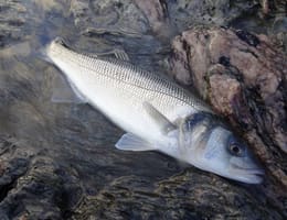 Dimensiunile legale de reținere a peștilor