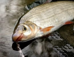 Pescuitul la scobar iarna