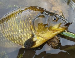 Pescuitul la caras in sezonul rece