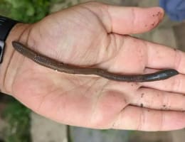 Momeli vii pentru pescuit - ghid complet