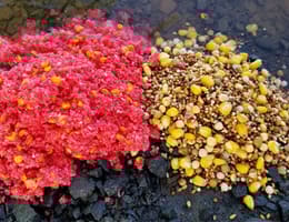 Rețete de nadă pentru crap făcute acasă - cele mai bune