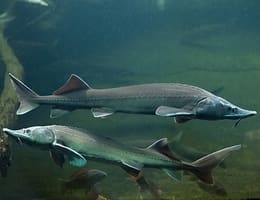 Specii de sturioni din Dunăre