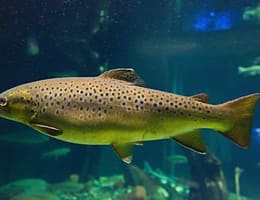 Specii de păstrăv din Romania