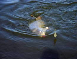 Cum se produce oboseala pestilor?