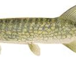 Despre speciile de stiuca