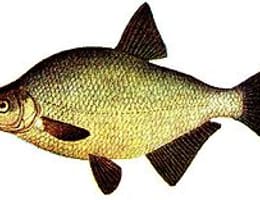 Platica - descriere si pescuit