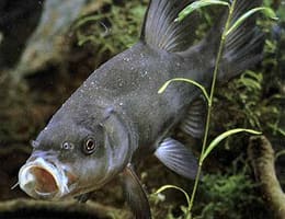 Despre lin (Tinca Tinca)