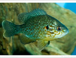 Bibanul soare - regina baltii ( Lepomis gibbosus )